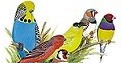 Vogelfreunde Coesfeld e.V.