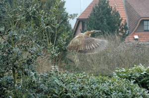 coe21vogel